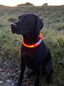 Limited Slip Collars 1: LED Collar - Rechargable