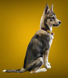 Limited Slip Collars 1: Limited Slip Collar - Puppy & Small Sizes