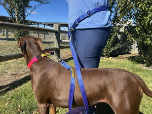 Hands Free Training Obedience Lead - Medium to Large Dogs