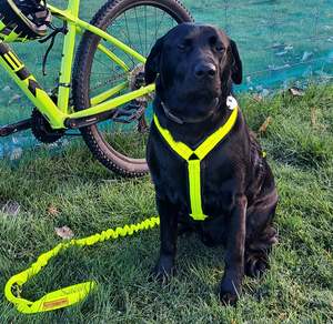 Harnesses: Canicross / Running Harness