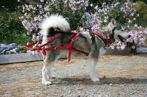 Harnesses: Weight Pull Harness