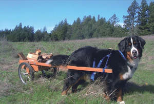 Carting Harness