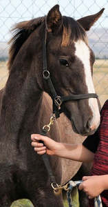 Horse Supplies: Handy Foal Lead