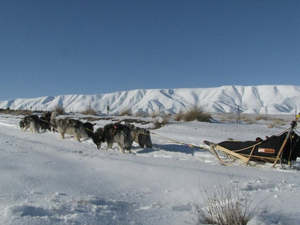 Sled Dog Supplies: 6 Dog Gangline