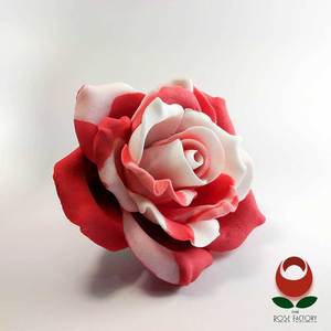 Red Rose Flower (two-tone) – The Rose Factory