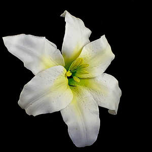 Large Dragon Lilly Flower – The Rose Factory