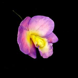 Orchid Flower – L – The Rose Factory