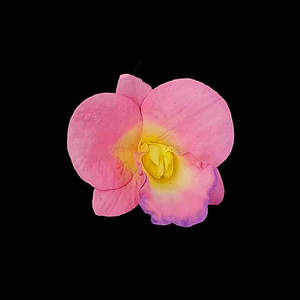 Products: Orchid Flower – S – The Rose Factory