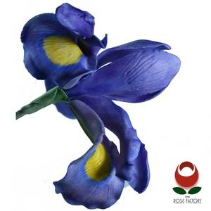 Iris Flower (1074) – The Rose Factory
