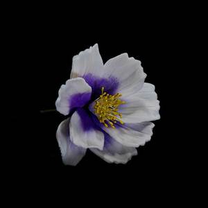 Products: Large Purple Coreopsis Gumpaste Flower – The Rose Factory