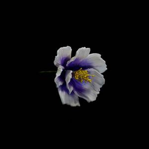 Products: Purple Coreopsis Gumpaste Flower – The Rose Factory