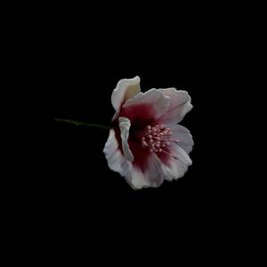 Products: Red Coreopsis Gumpaste Flower – The Rose Factory