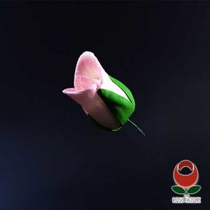 Products: Pink Rose Bud (two-tone) – The Rose Factory
