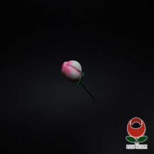 Bud (1242) – The Rose Factory