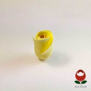 Yellow Rose Bud – The Rose Factory