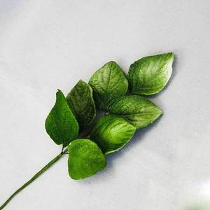 Products: Green Leaf Bunch (1822) – The Rose Factory