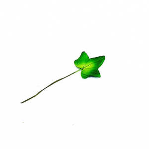 Ivy Leaf (Small) – The Rose Factory