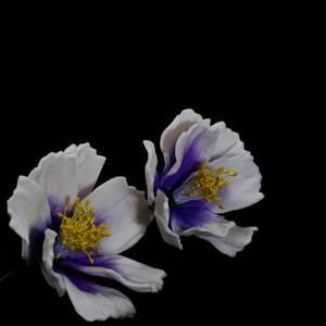 Purple Coreopsis Spray (1253) – The Rose Factory