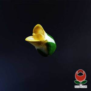 Gold Rose Bud – The Rose Factory