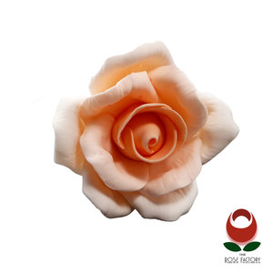Pale Peach Color Rose Flower – The Rose Factory