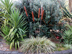Raupo Wind Wands