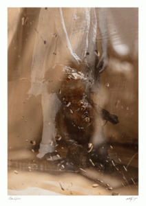 Products: Teddy A4 Print