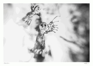 Products: Wings 1