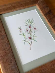 New Zealand Nature: KANUKA FLOWERS watercolour original artwork