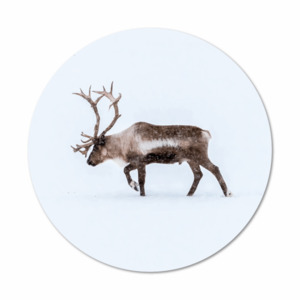 Reindeer Wall Print