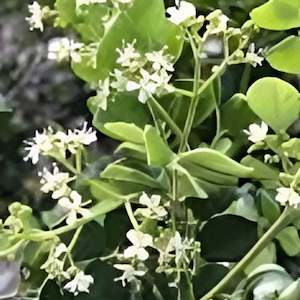 Essential Oils: Amyris Essential Oil