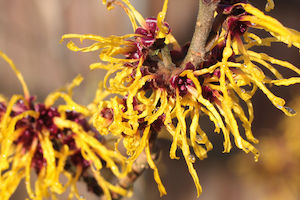 Essential Oils: Witch Hazel Extract