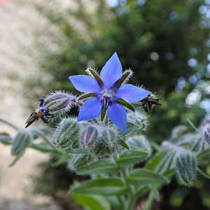 Soap Making: Borage Oil Organic 20L