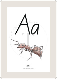 NZ Native ABC Posters | Downloadable A4 | EDIT YOUR BORDER COLOUR