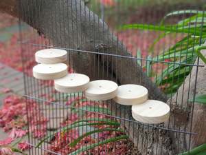 Kiln-dried Pine Descending Ledge for Chinchillas