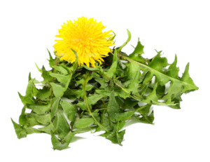 Treats: Organic Dandelion Leaves | Healthy Treat for Chins