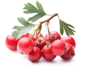 Organic Hawthorn Berries for Chinchillas