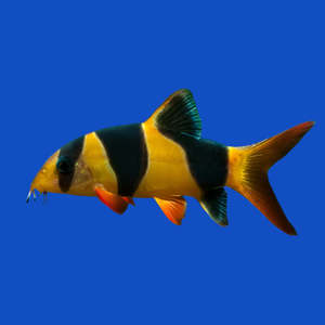 Fish Food: Sera Discus