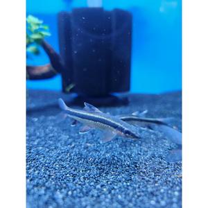 Black Line Flying Fox