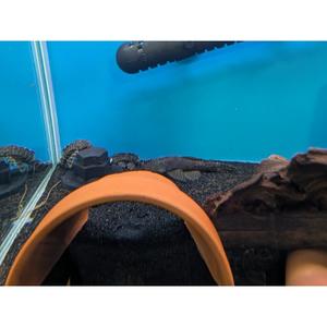 X-Large Common Bristlenose