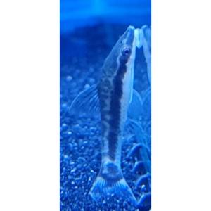 Otocinclus Catfish