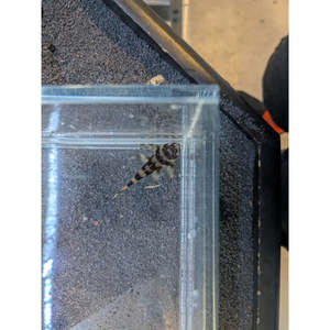 Plecos: L168 Butterfly Pleco