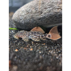 L600 Leopard Cactus Pleco