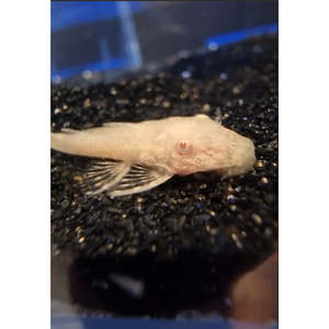 Red-Eye Gold Bristlenose