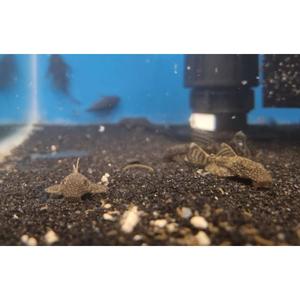 Plecos: Brown Bristlenose Pleco