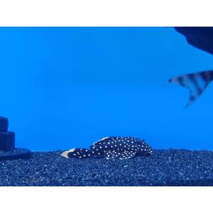 Plecos: L177 Gold Nugget Pleco