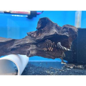 L226 Iquitos Tiger Pleco