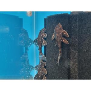 Plecos: LDA031 Mustard Spot Pleco