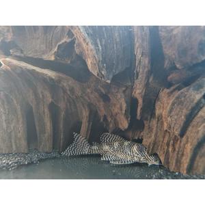 L260 Queen Arabesque Pleco