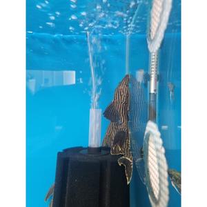 Plecos: L190 Royal Pleco