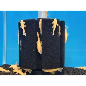 Plecos: Golden Bristlenose Pleco